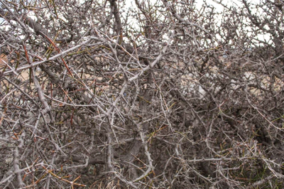 436 — скачать