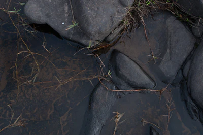 262 — Descargar