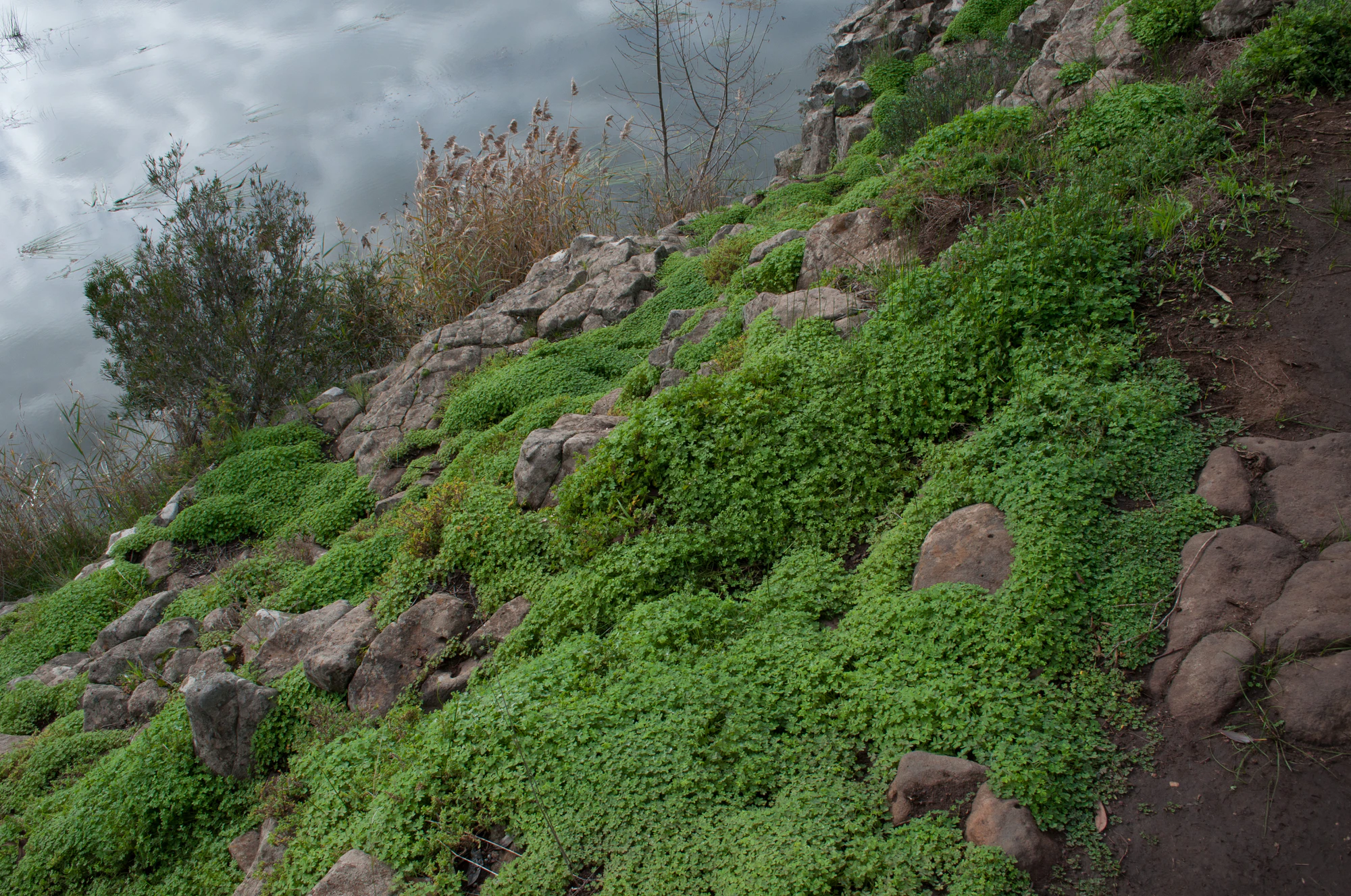 547 — Descargar