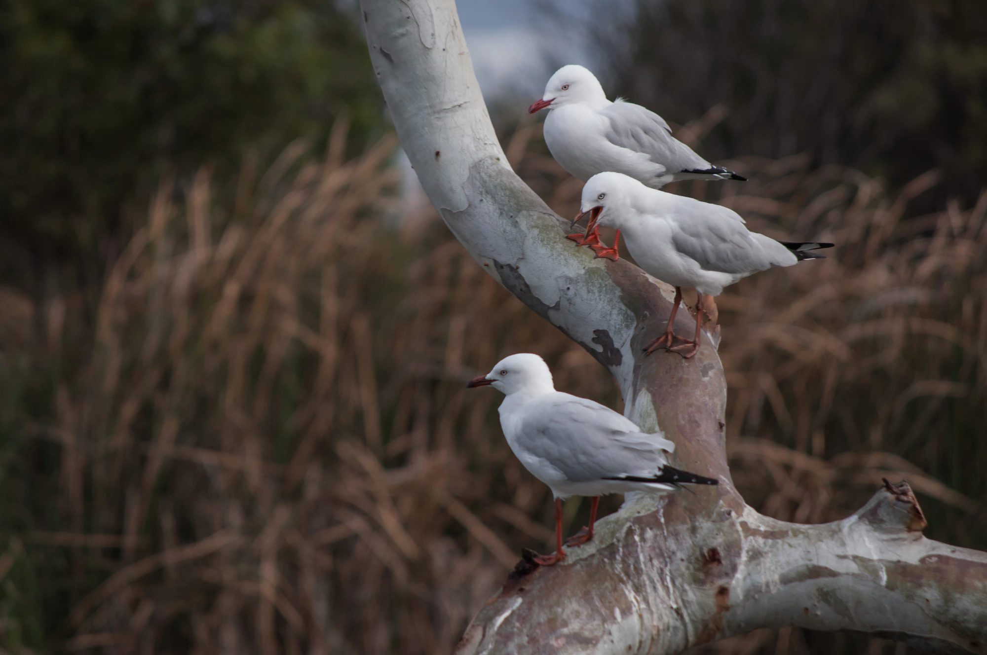 073 — Скачать