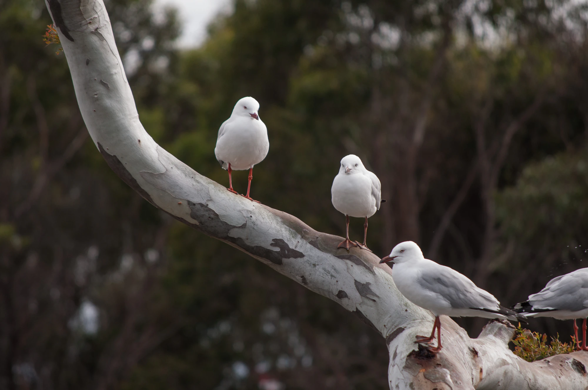 078 — Скачать