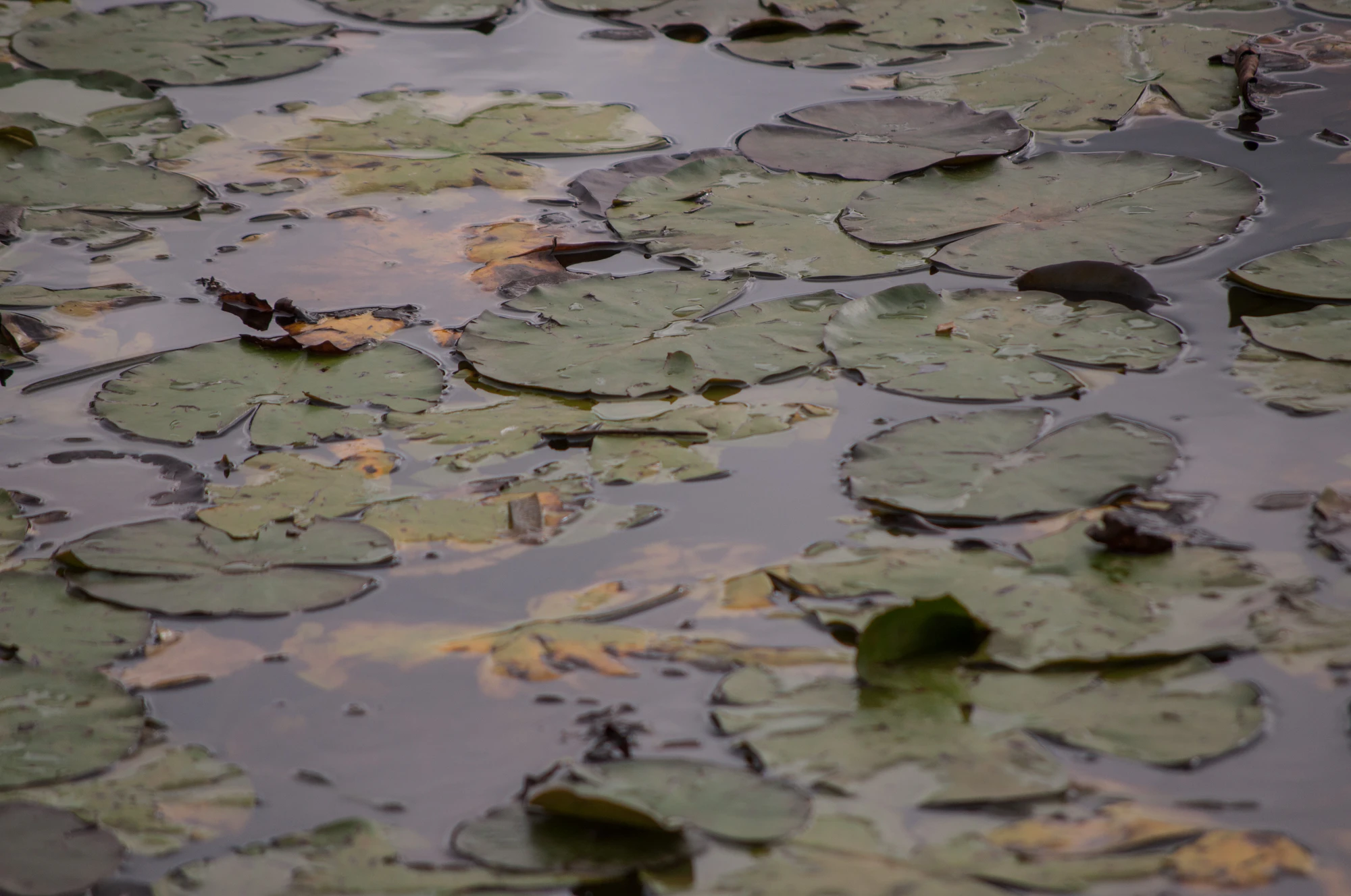 088 — Скачать