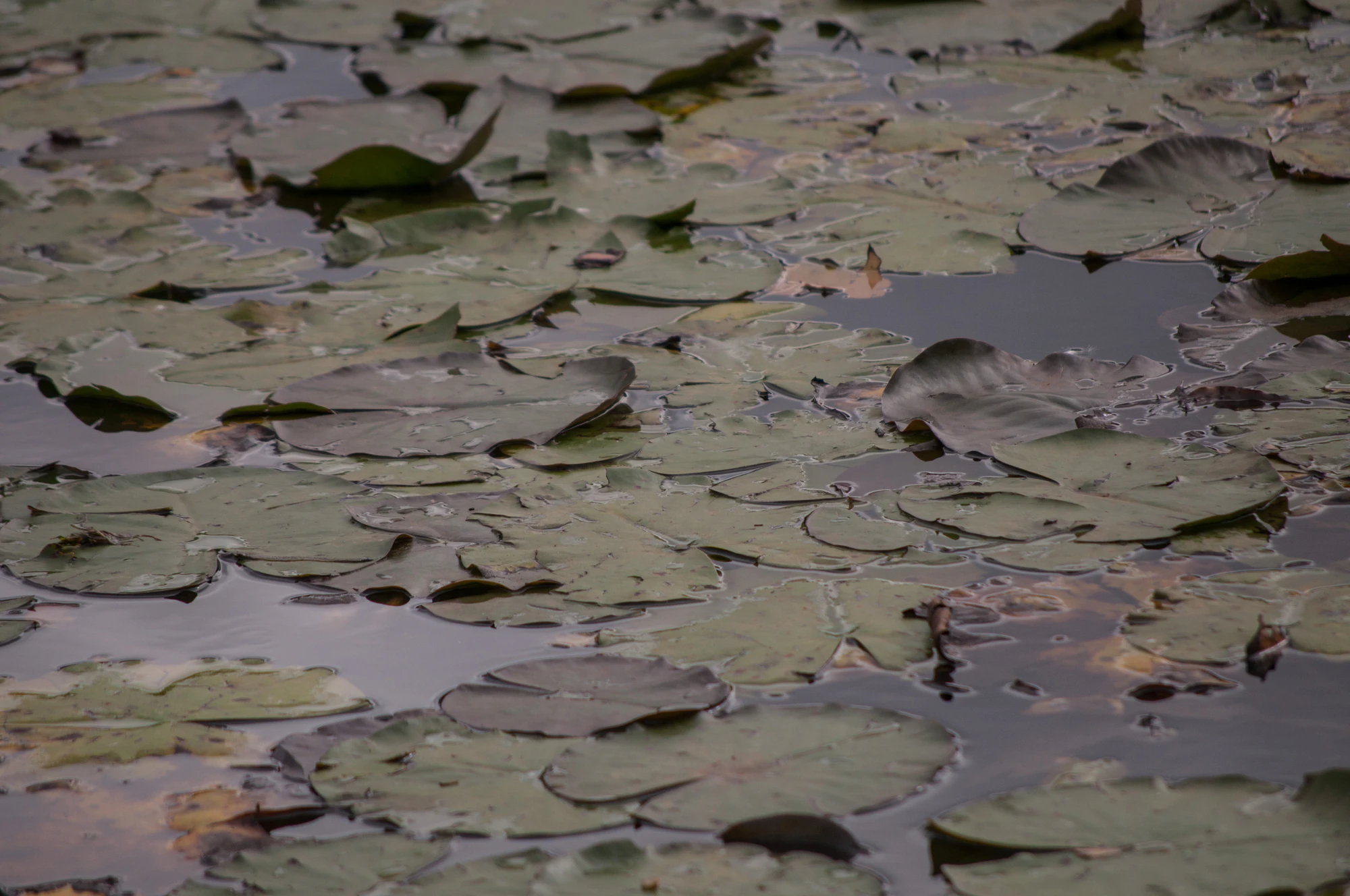 090 — Скачать