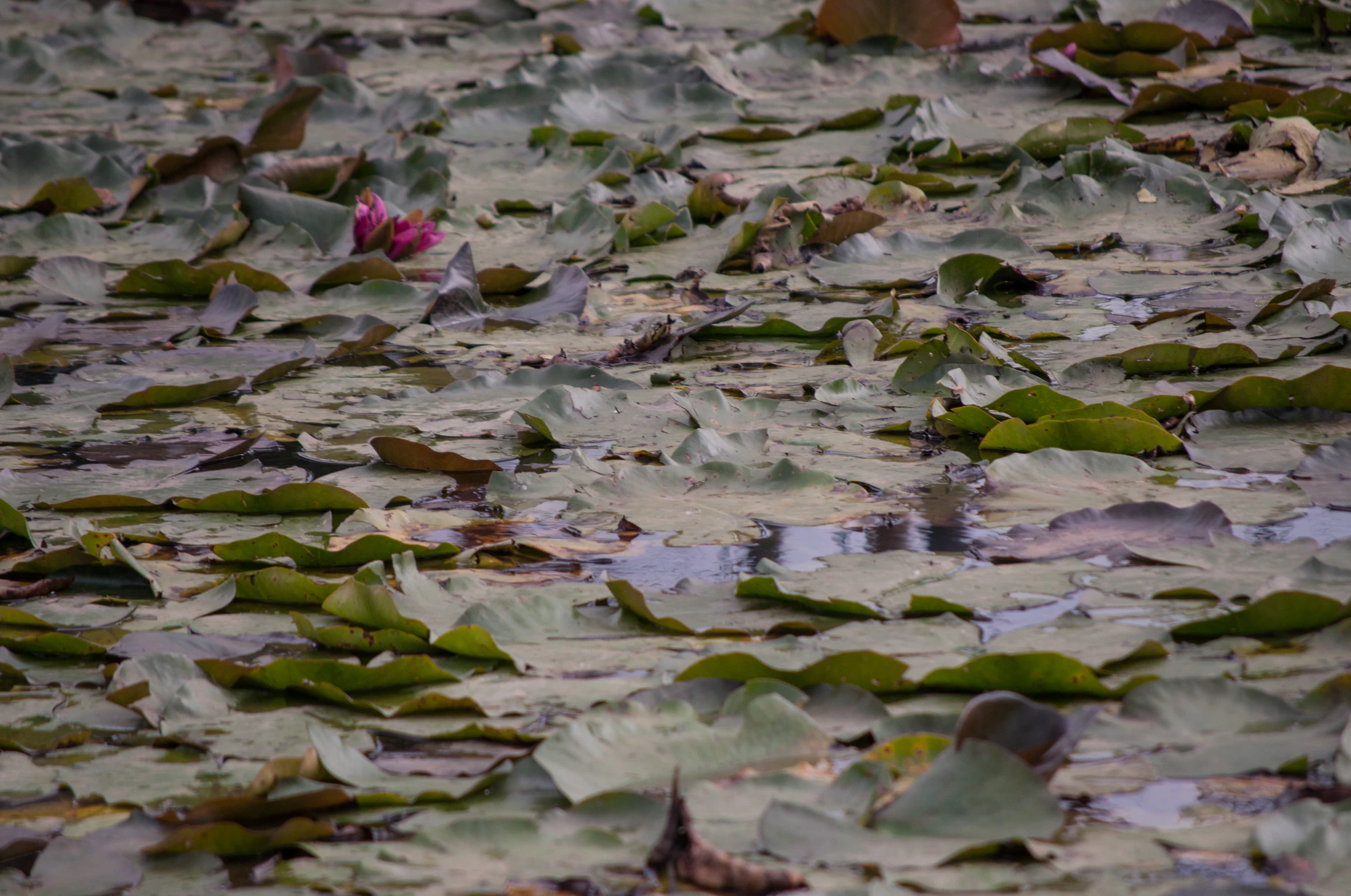 091 — Скачать