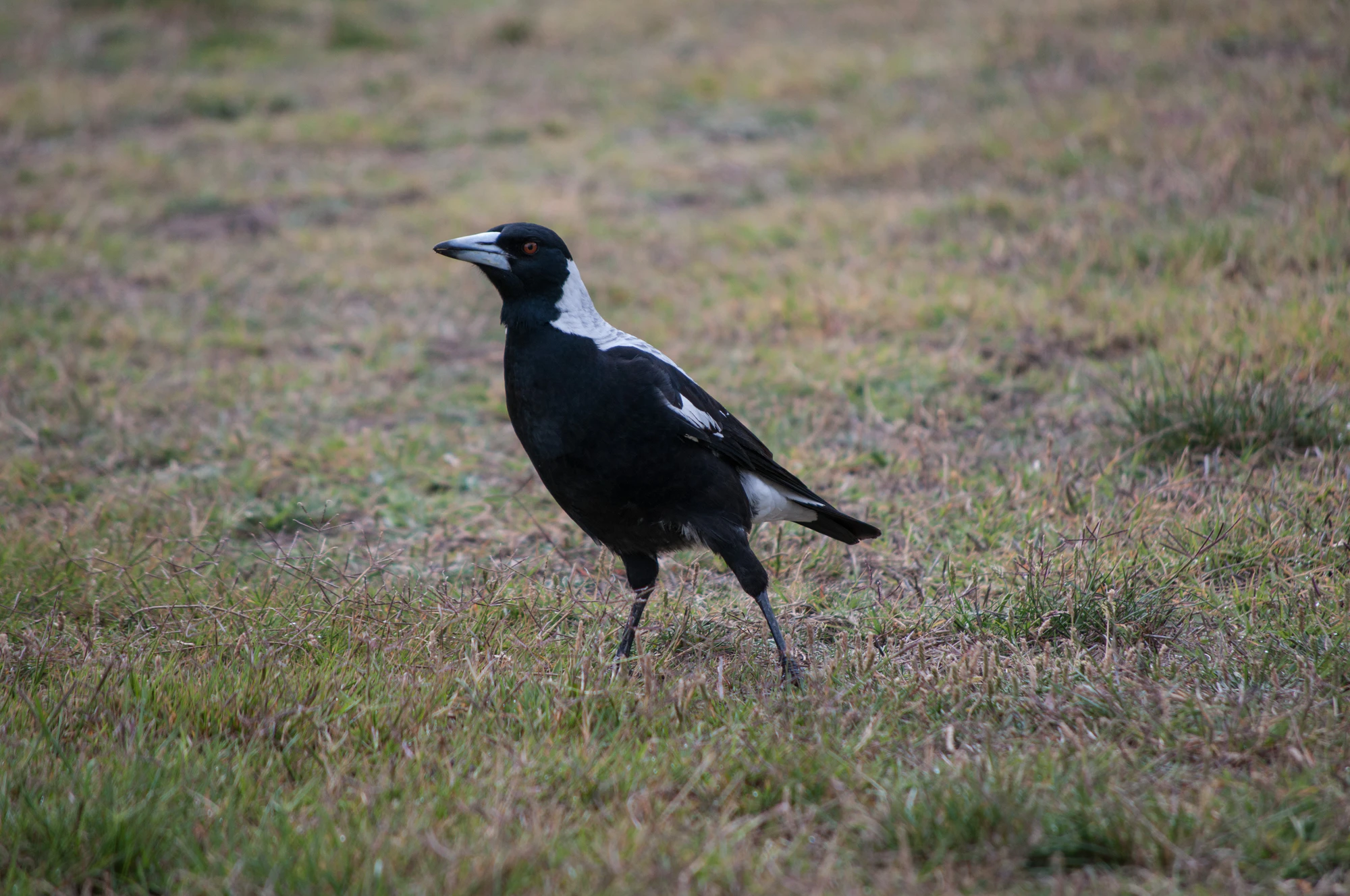 097 — Скачать