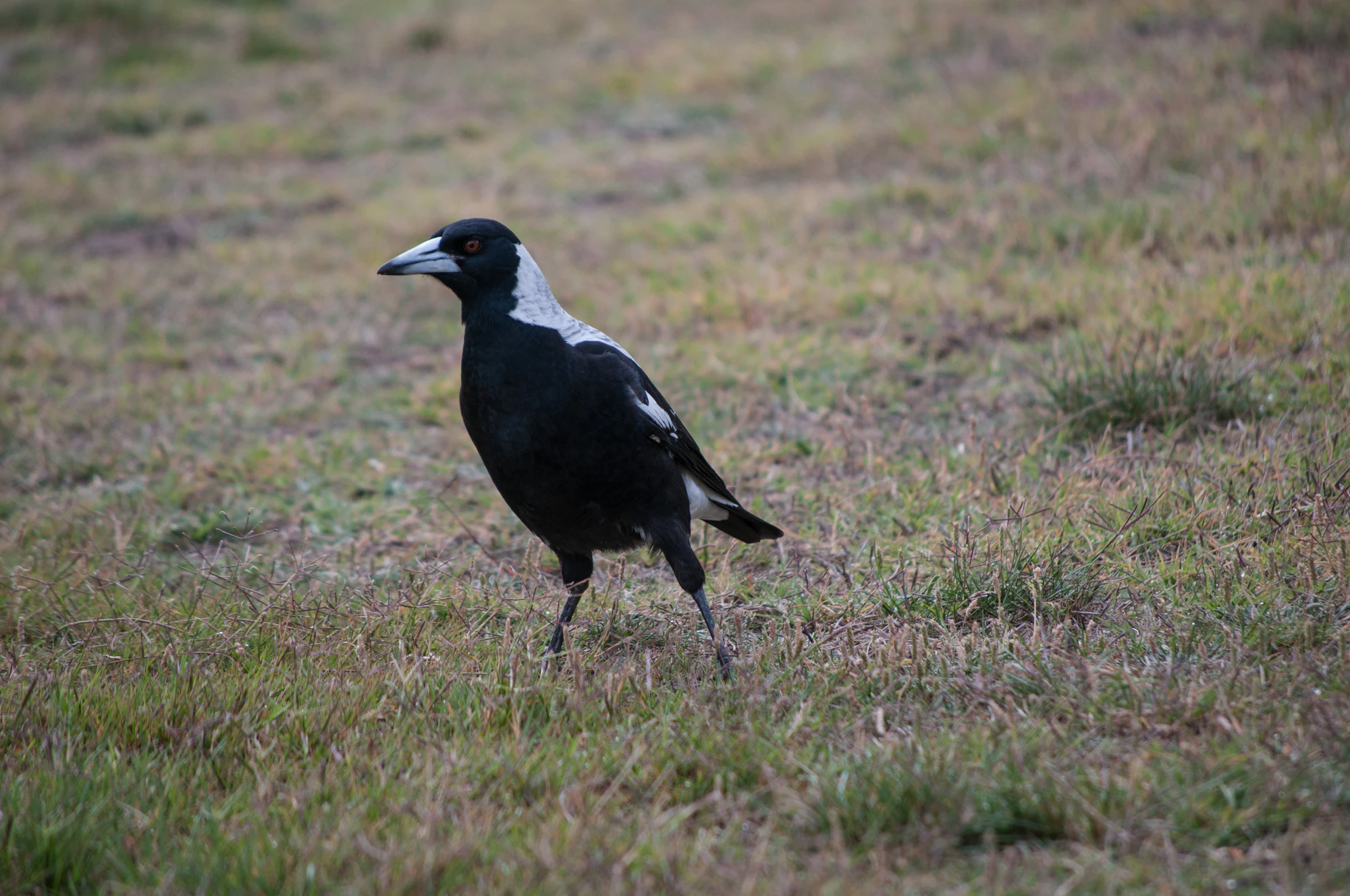 098 — Скачать