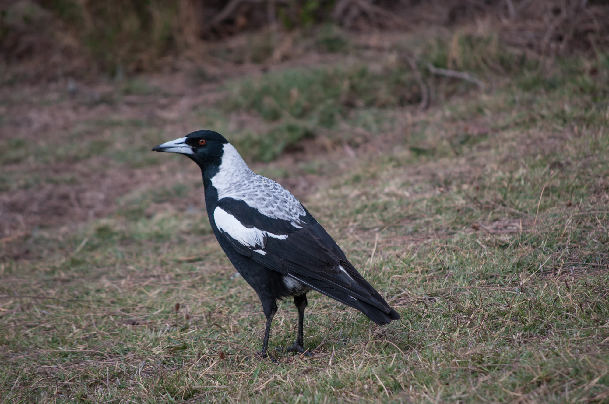 100 — Скачать