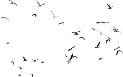 003 — Скачать