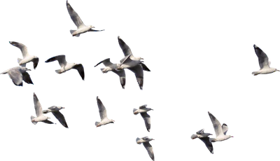 005 — Скачать
