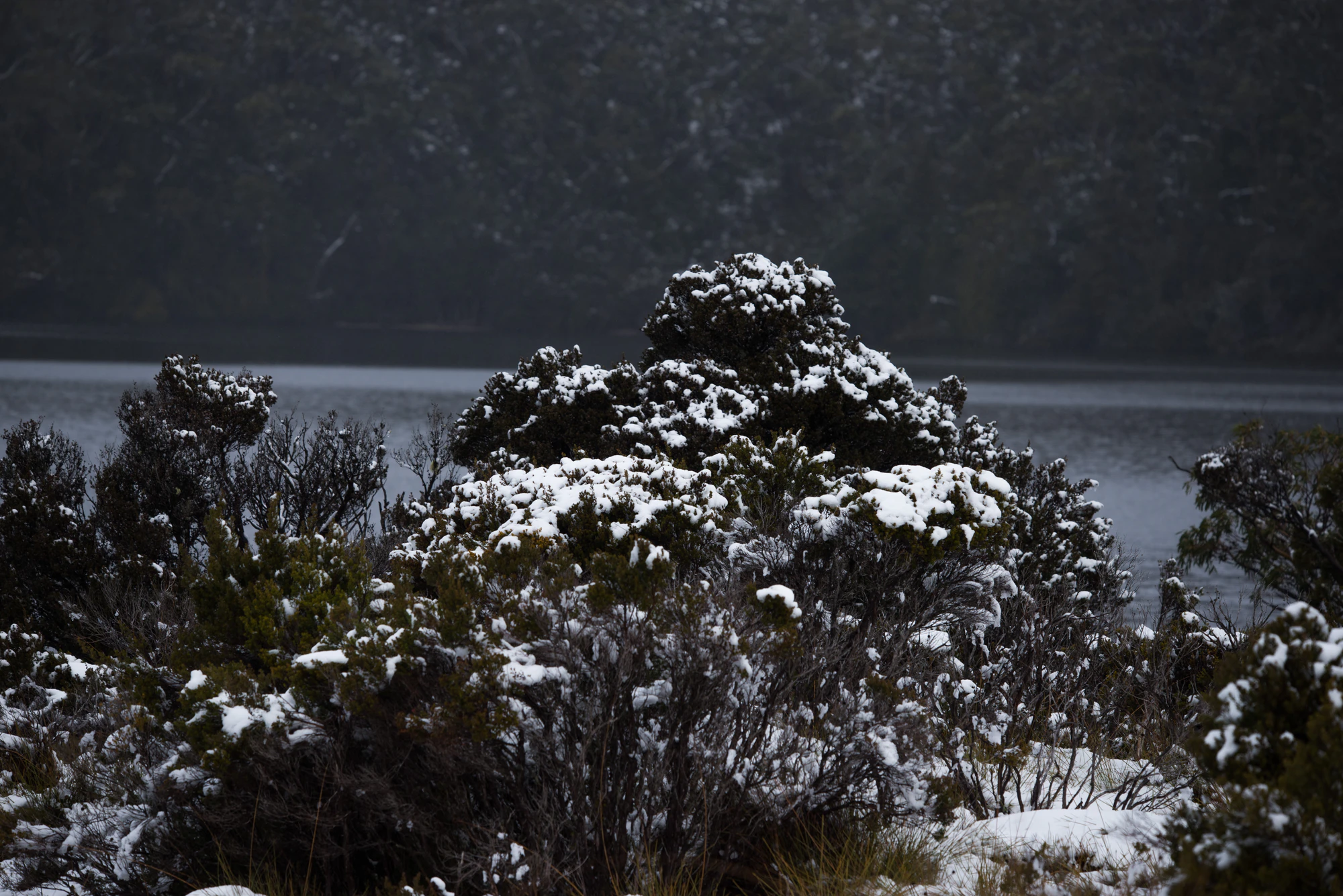 205 — Скачать