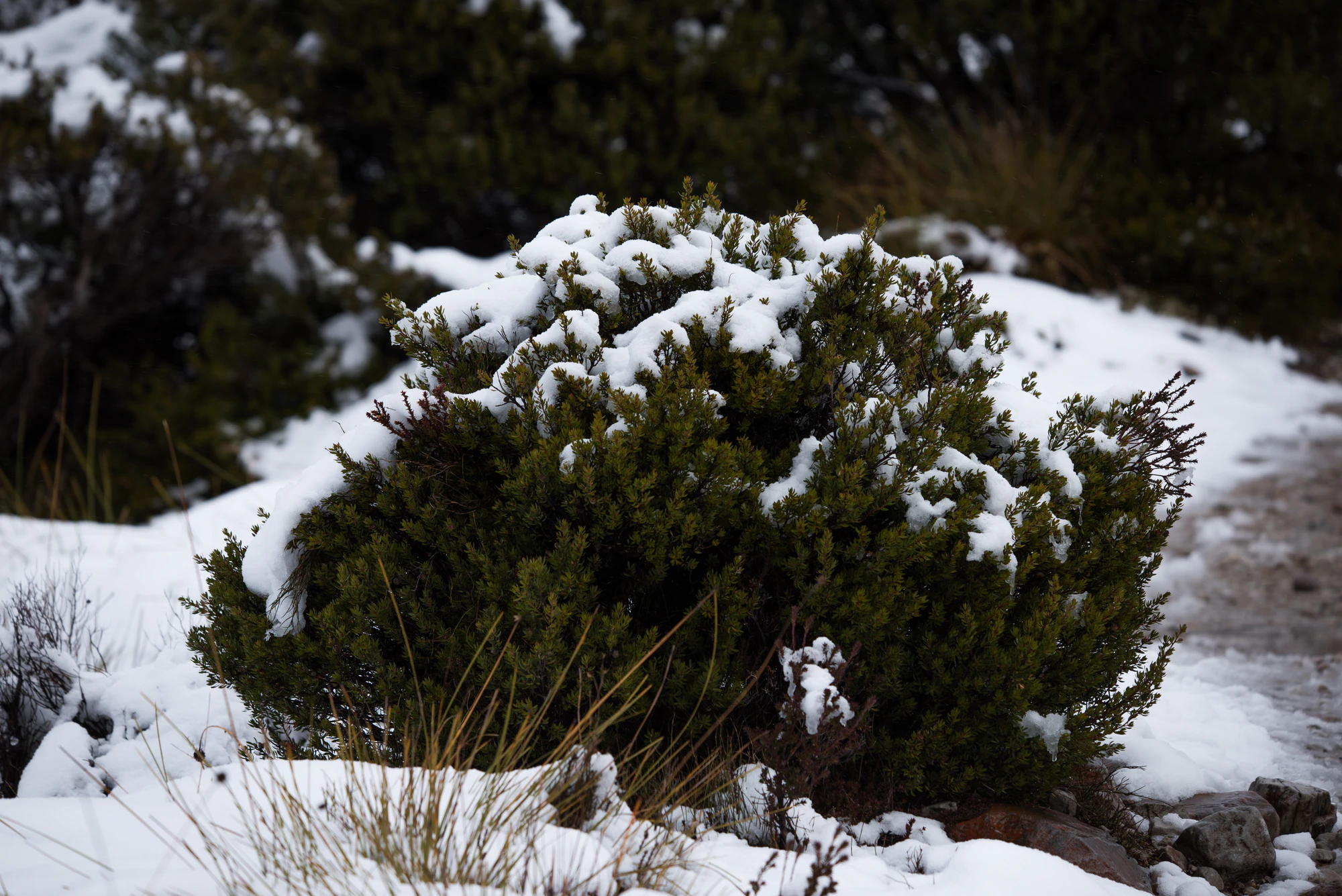 206 — Скачать