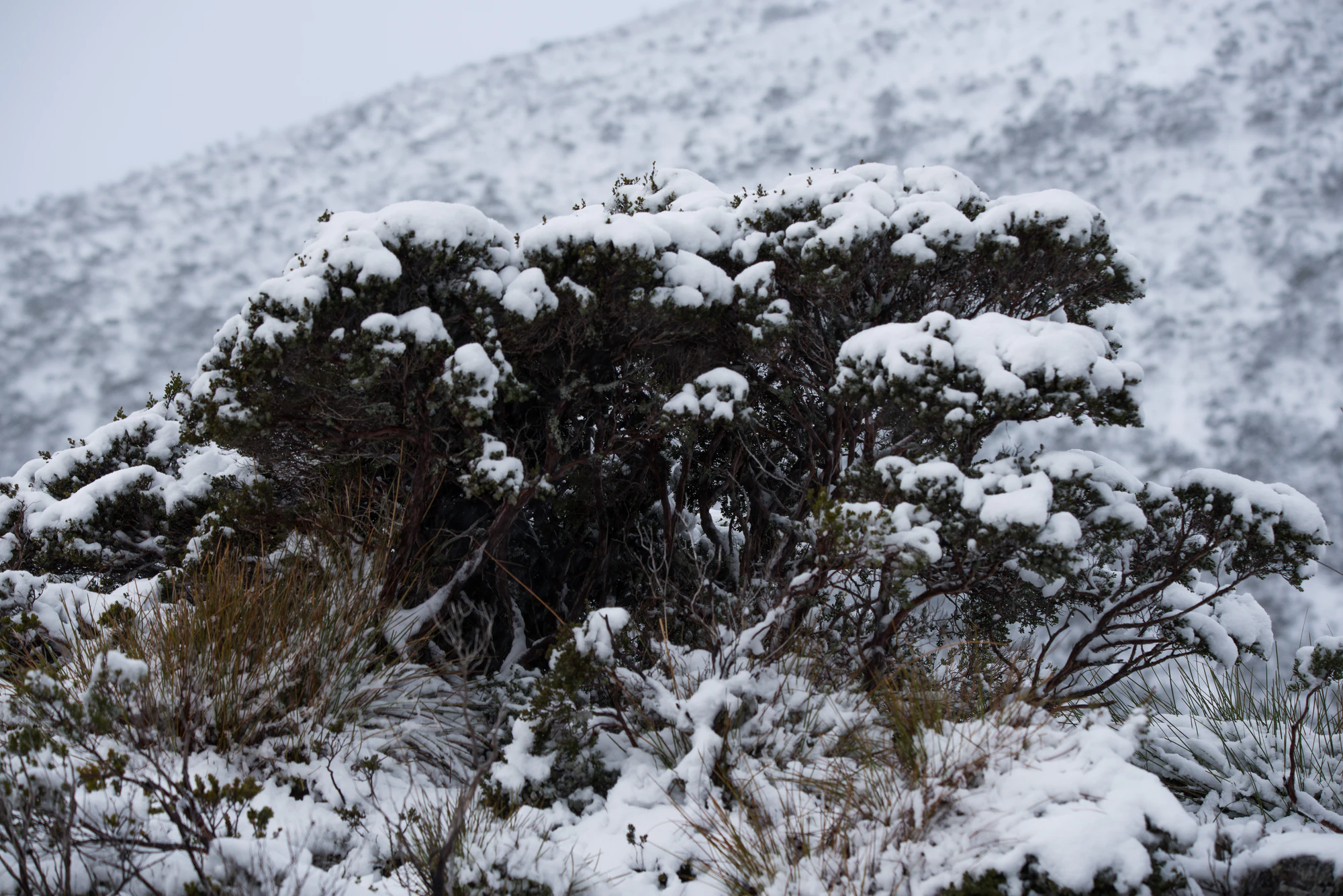 209 — Скачать