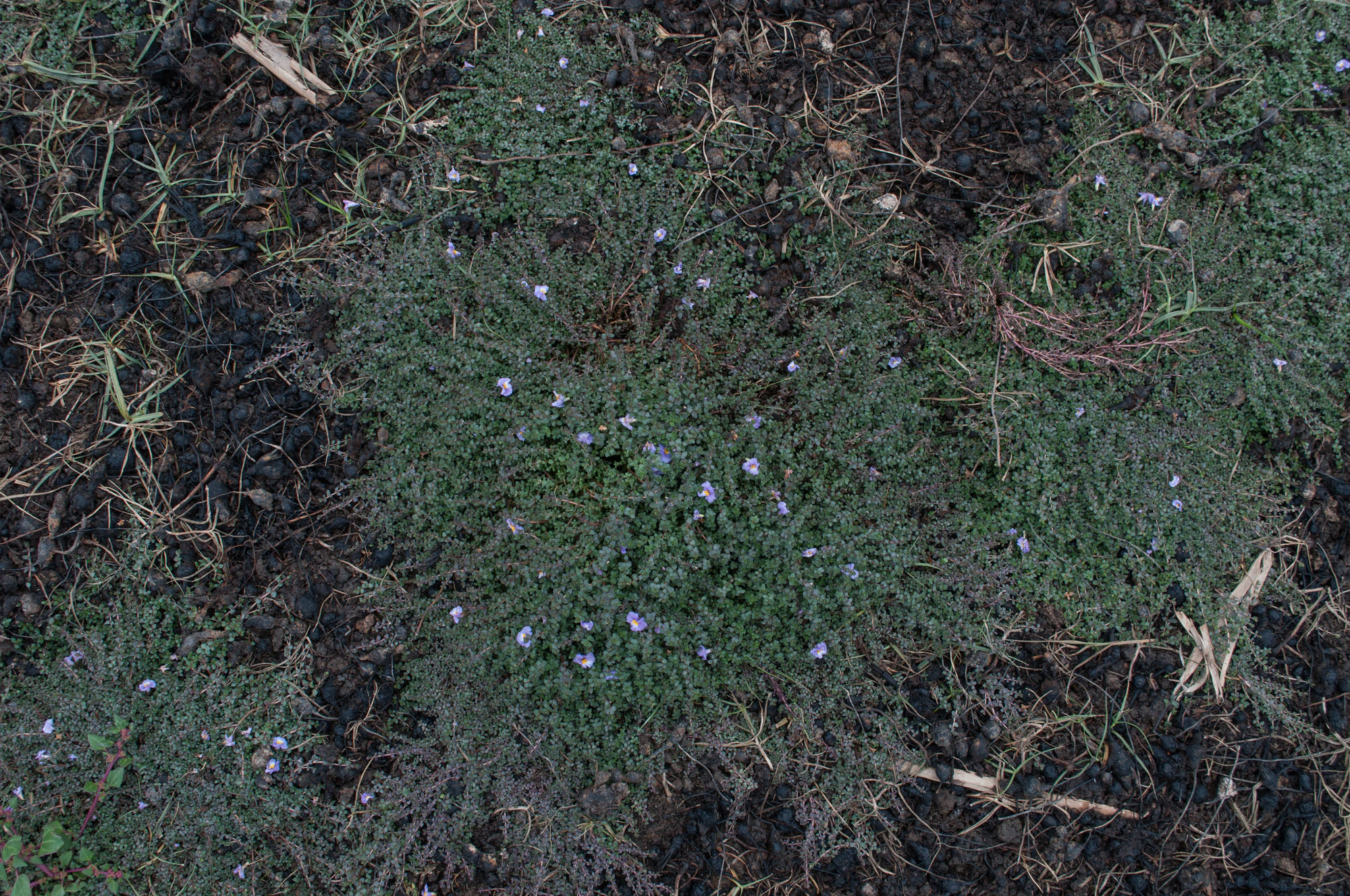 228 — Скачать