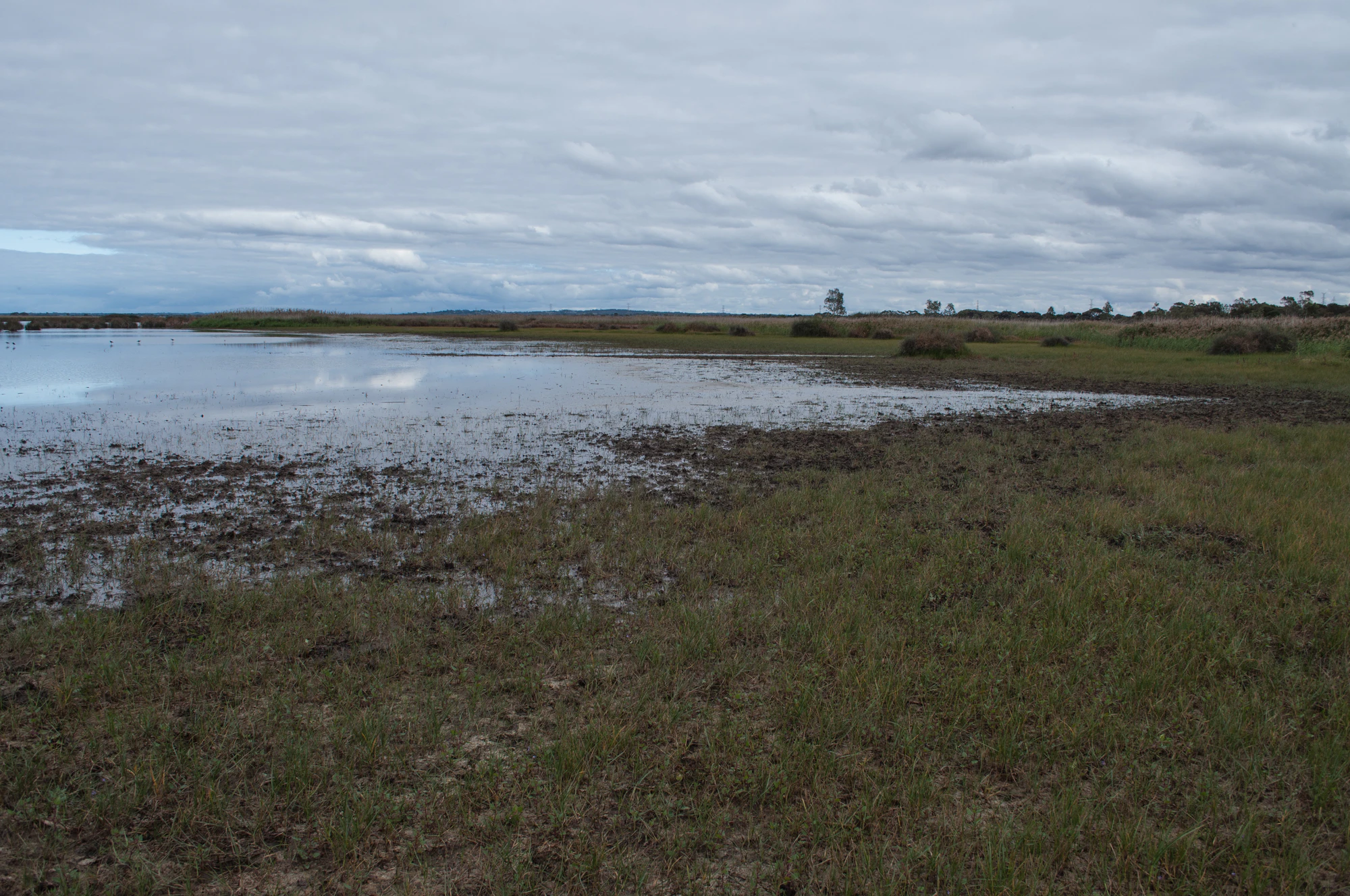 229 — Скачать