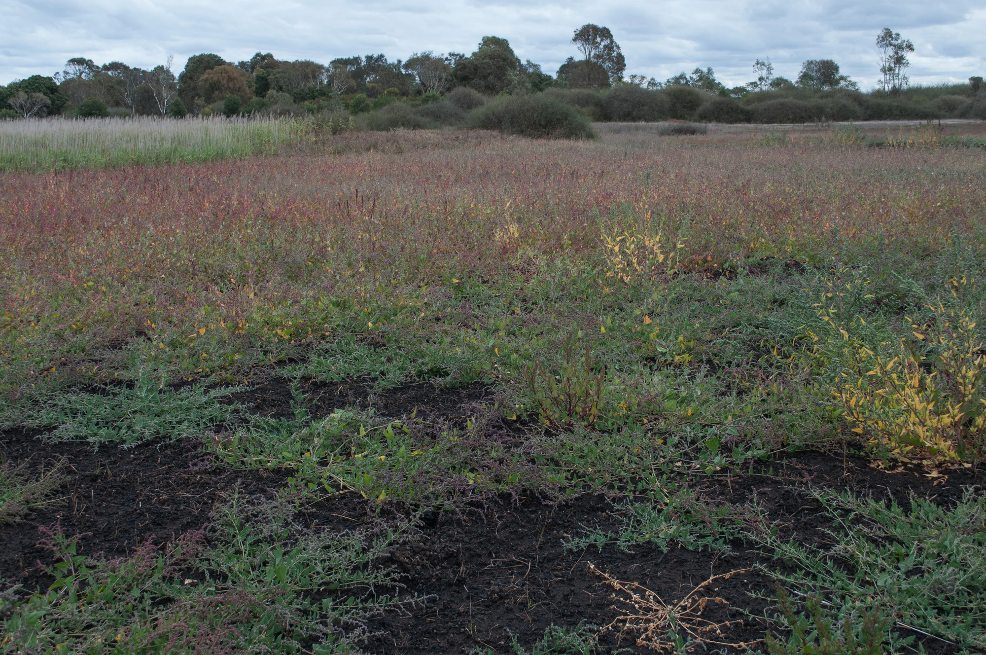 243 — Скачать