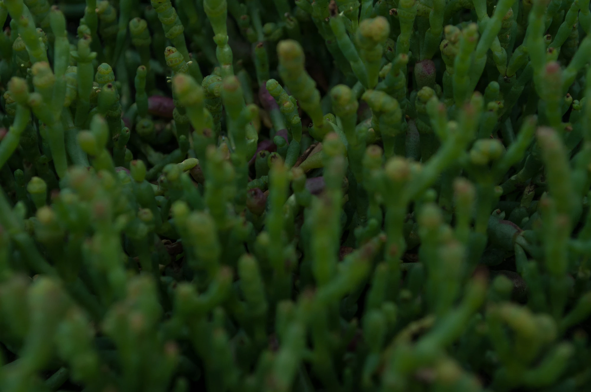 256 — Скачать