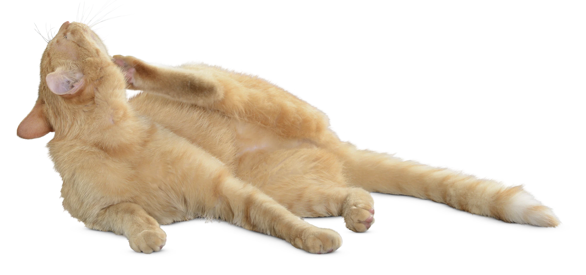 175 — Скачать