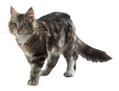 182 — Descargar