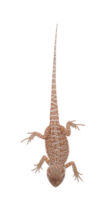 200 — Скачать