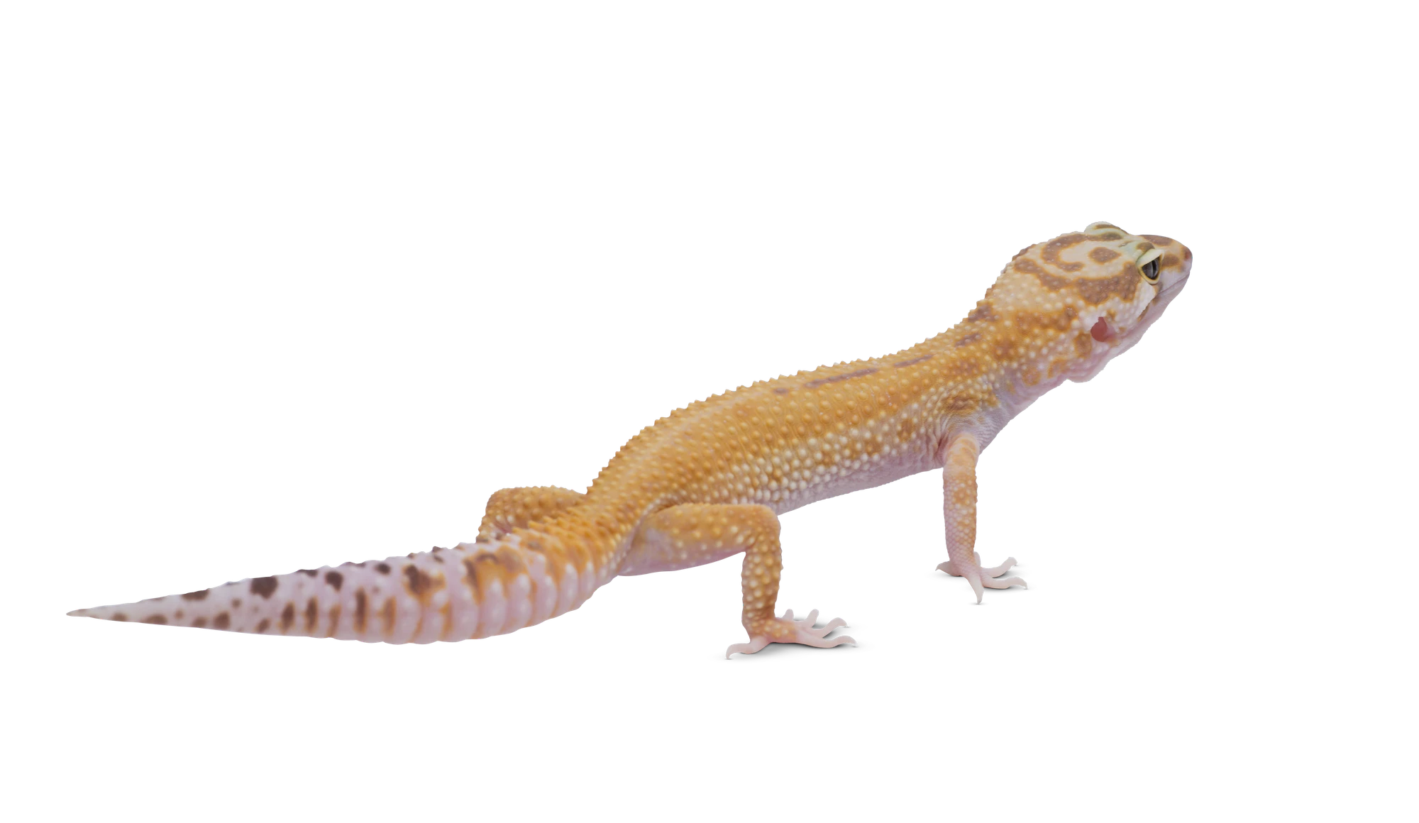 204 — Скачать