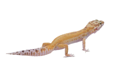 204 — Скачать
