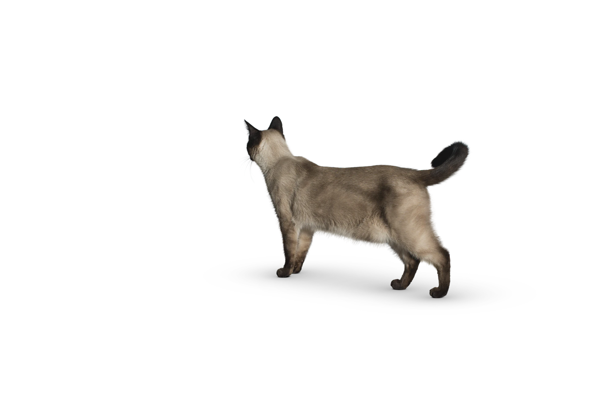 427 — Скачать