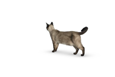 427 — Скачать