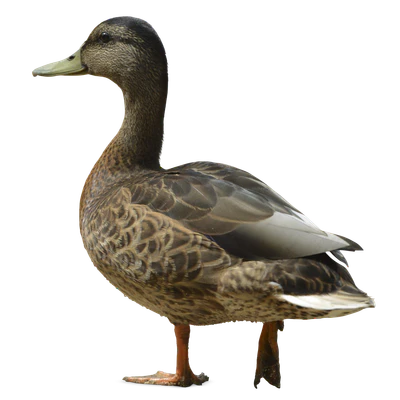 443 — Descargar