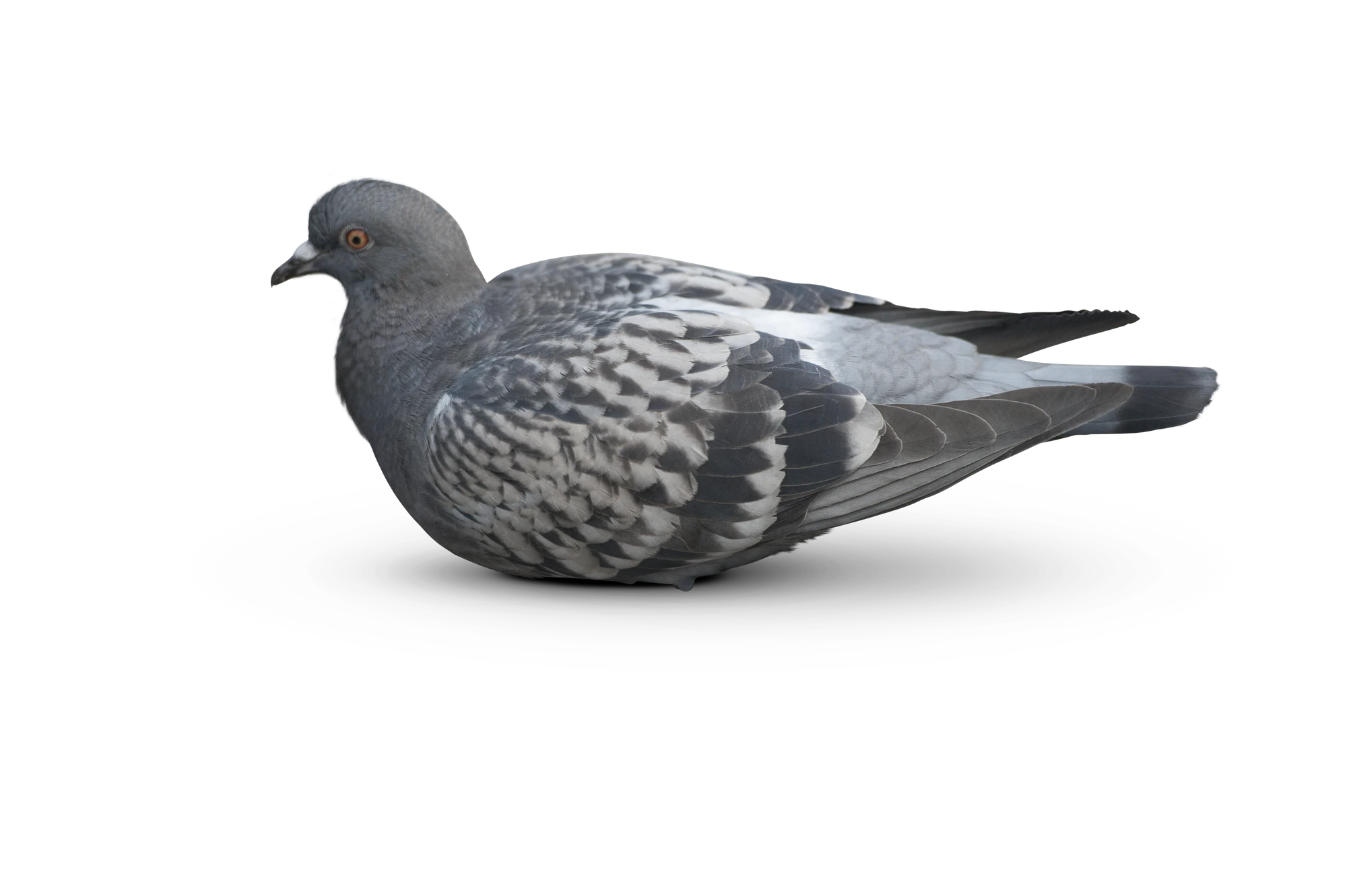451 — Скачать