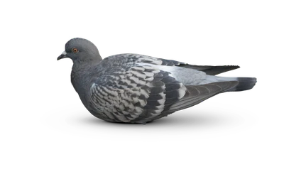 451 — Скачать