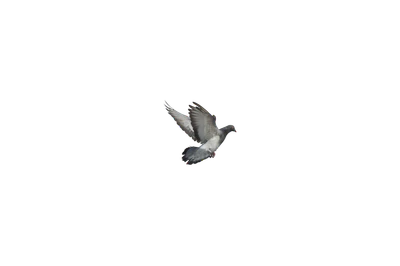 454 — Скачать