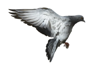 465 — Скачать