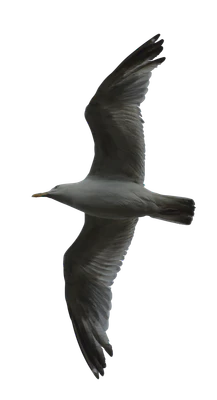 481 — Скачать