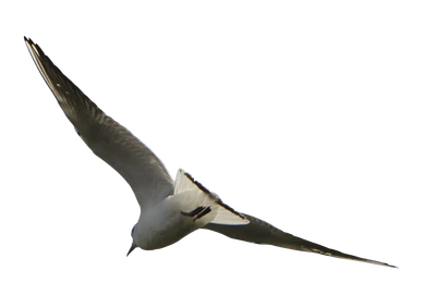 486 — Скачать