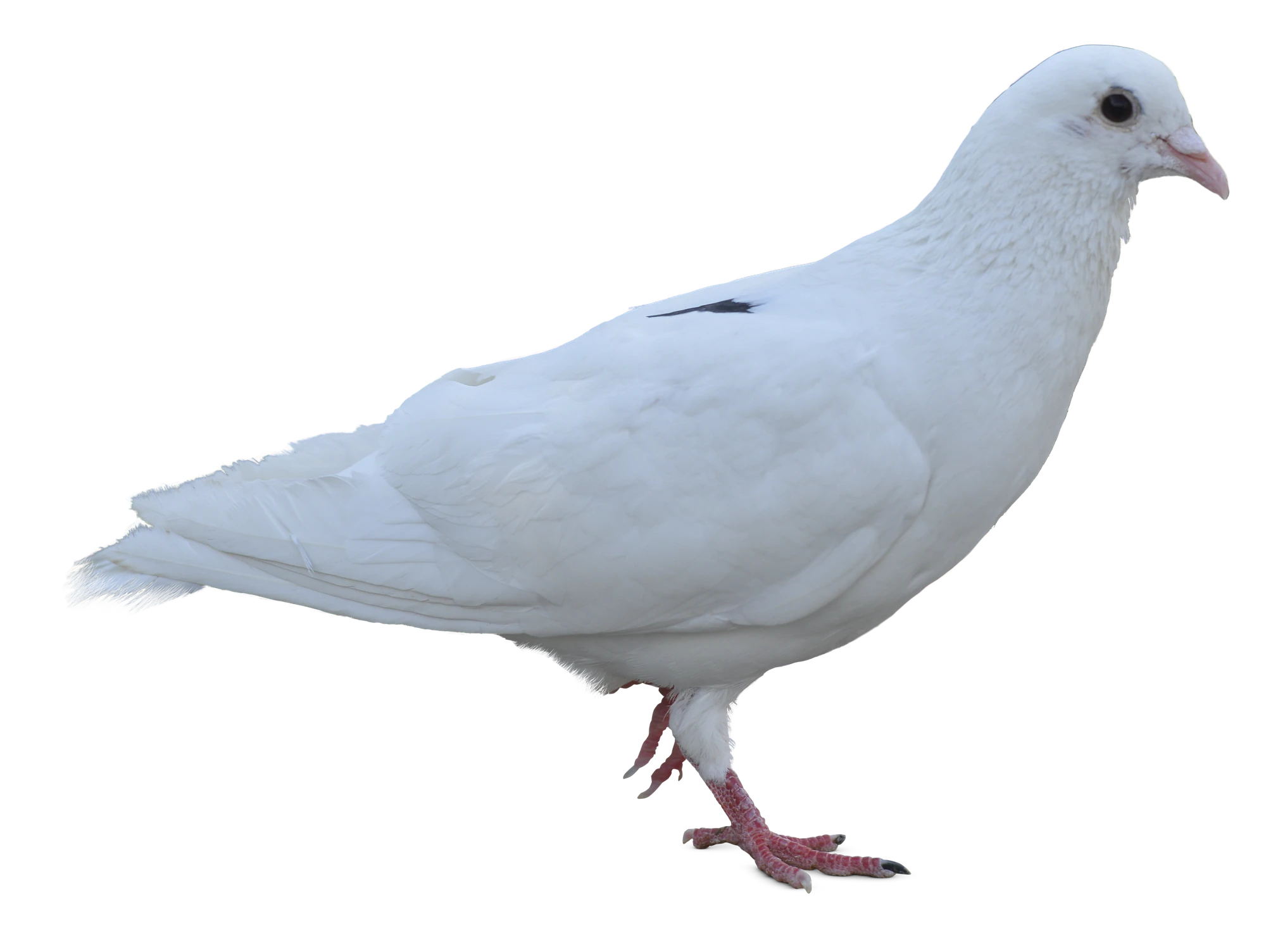 492 — Скачать
