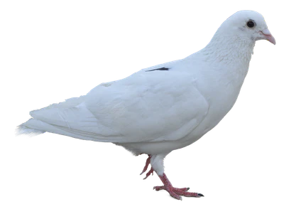 492 — Скачать