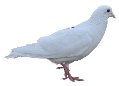 493 — Скачать