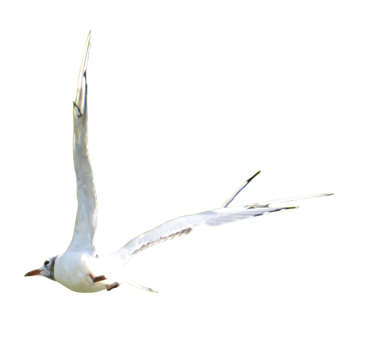 498 — Скачать